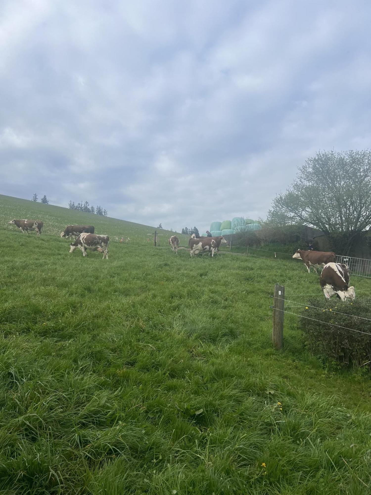 Kapellenhof Ferienwohnungen Triberg im Schwarzwald Екстериор снимка
